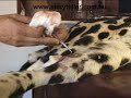 Sick Cheetah Part 2