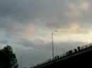 Bats in Austin, Tx