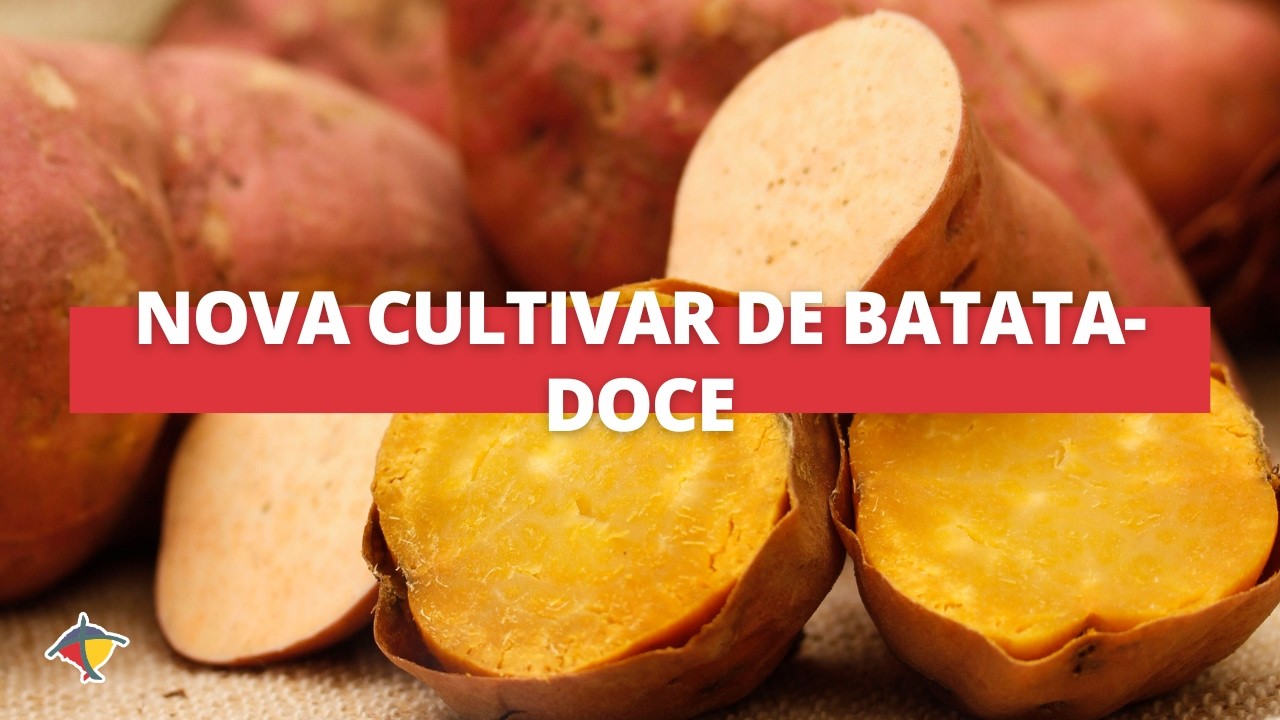 Embrapa lança nova cultivar de batata-doce biofortificada, a BRS Prenda | Terra Sul