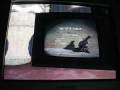 videos de GTA IV - Nindza kornjace.