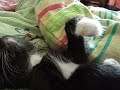 Video di gattini che dormono assieme