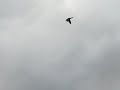 canard colvert vol canard colvert vol