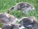 Goslings