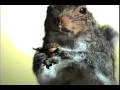 videos de Squirel Battles Atlas