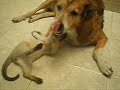 o gato zeus e a cadela neusa