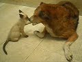o gato zeus e a cadela neusa