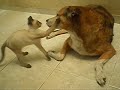 o gato zeus e a cadela neusa
