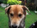 my,pet,dog