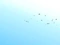 Flock of Birds - Tutorial Animation