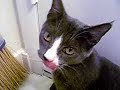 opera cats