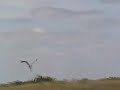 Airboat