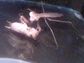 mantis kills cricket