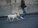 arkane bull terrier defil