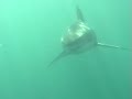 12� water temperature, bad visibility and the king of the ocean. the perfect mixture for an adventure.