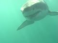 12� water temperature, bad visibility and the king of the ocean. the perfect mixture for an adventure.