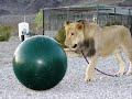 Lions, Tigers & Cougar Owners? - Contest Lions, Tigers & Cougar Owners? - Contest