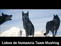 lobos de numancia team mushing equipo nº 16 pirena 2008