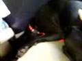 Cute black lab