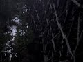 Kinsol Trestle Bridge