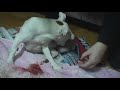 Dog Giving Birth