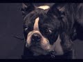 &iexcl;Ojos extra&ntilde;os del Perro!