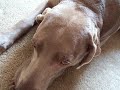 TALKING DOG!!! smart weimaraner will get her message across