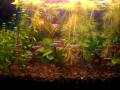 videos de cardinal tetras