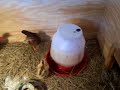 chickens,turkeys,quail,birds, hogs,brooder box