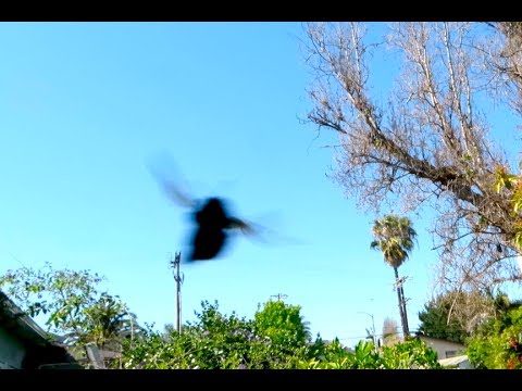 WORLDS LARGEST BEE ATTACKS