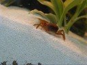 4th Grade Fiddler Crabs