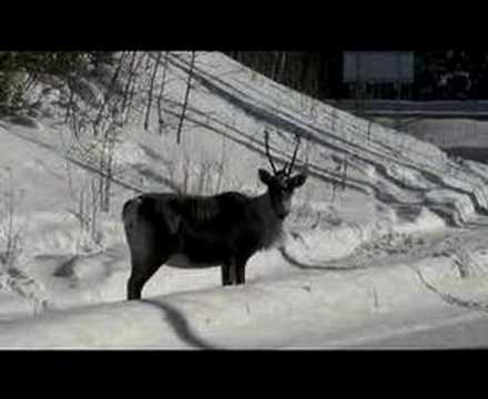 Caribou on the Alaska Highway