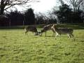Deer rutting