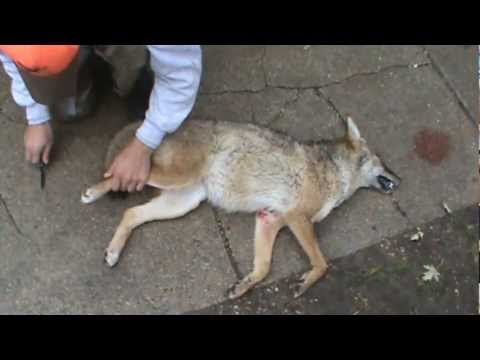 how to properly skin a coyote