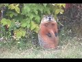 Groundhog Staring Contest