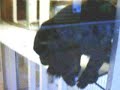 Male Black Howler Monkey