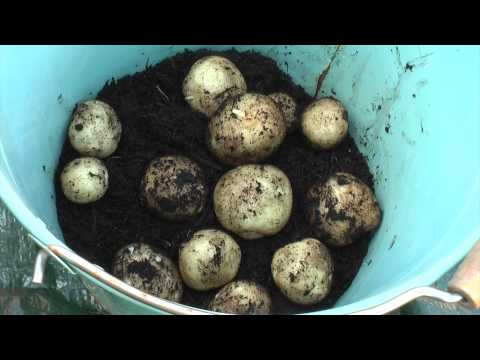 how to harvest early potatoes