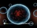 Anti Aging Supplements- Protandim®