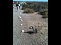 Click here to watch this video Penguins in the Desert