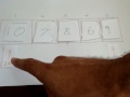 the mechanics of bubble sort