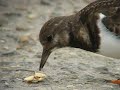 steenloper turnstone