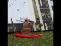 After Easter Bunny Killed