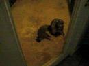 i-can-has-interspecies-friend-part-2.html