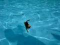 Chihuahua swimming