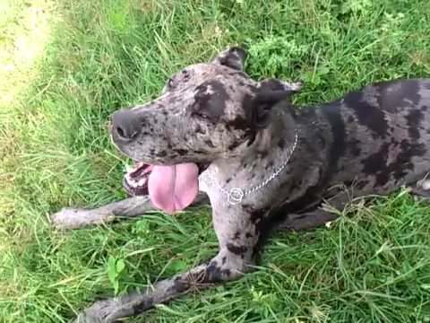 gran danes