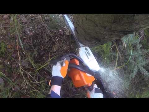 Baumfällung mit Seilwinde und Umlenkrolle