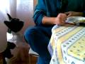 videos de billo prova a mangiare a tavola