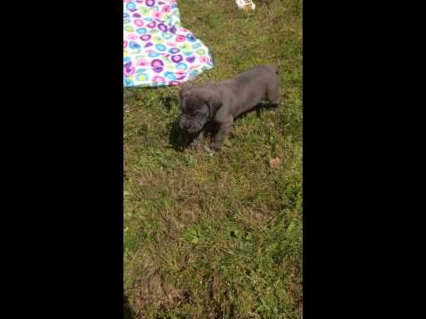 Cieba enjoying the outdoors and sunshine