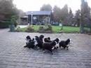 Puppies lopen al uit beeld 11-12-2007