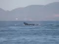 whales