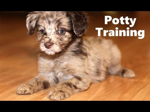 how to train aussiedoodle